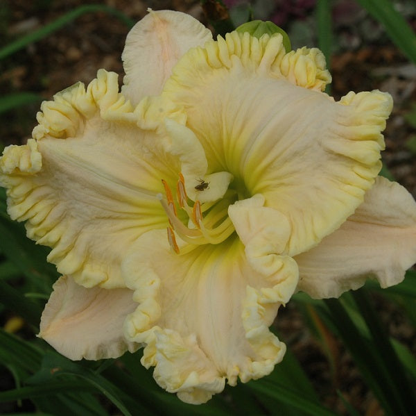 Wonder of it All is an early, pale lavender daylily from Sterrett Gardens with a yellow gold edge, Award of Merit 2011
