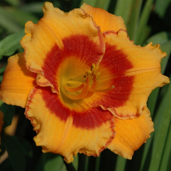You Are My Sunshine is a midseason, yellow gold daylily from Sterrett Gardens with red eye and edge, Honorable Mention Award 2007