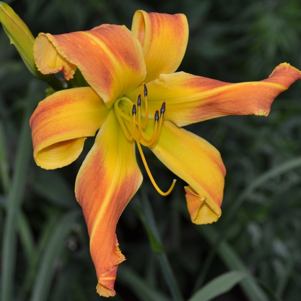Zoot Sims is a late, tall, large, persimmon orange blend daylily from Sterrett Gardens with unusual form (cascade)