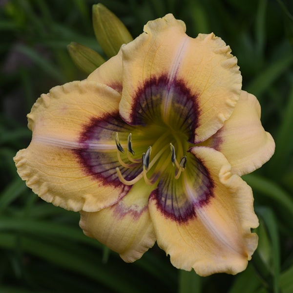 Floral Bliss – Sterrett Gardens