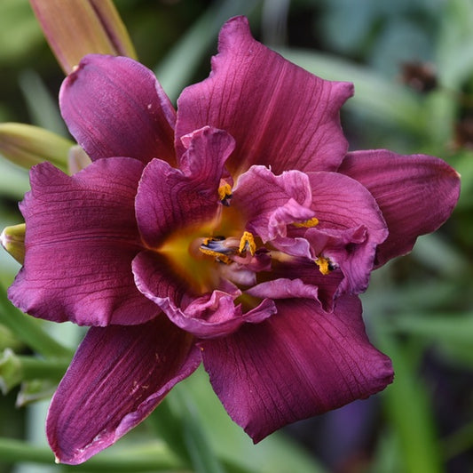 Heavenly Double Purple Pixie
