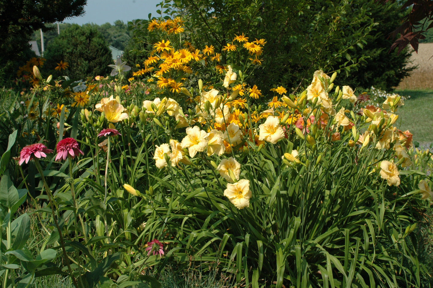 Delicious Mentality is an early midseason, deep lavender pink daylily from Sterrett Gardens with light purple eye, triple edge, red-purple-white band