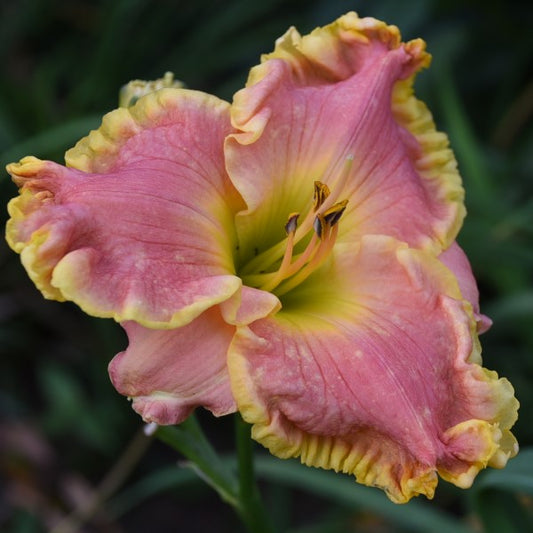 Sally Kitchens is an early midseason bright salmon pink daylily from Sterrett Gardens with large golden orange ruffled edge, slightly sculpted