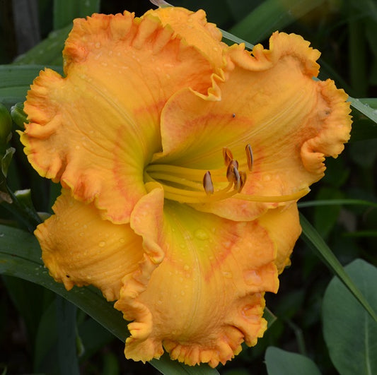 Santa Cruz is an early medium orange infused with green daylily from Sterrett Gardens