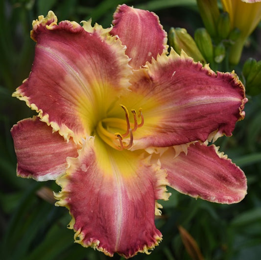 Somewhat Different is a raspberry red daylily from Sterrett Gardens with white watermark, yellow watermark, bright yellow teeth