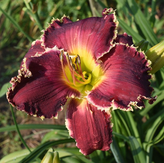Spacecoast Barracuda is n early, maroon purple daylily from Sterrett Gardens with lighter waternmark, white toothy edge, fragrant, GT