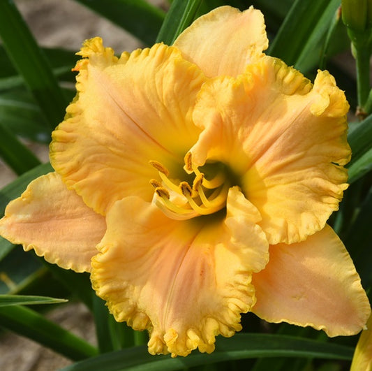 Spacecoast Child Star is an extra early yellow blend daylily from Sterrett Gardens with gold edge, GT