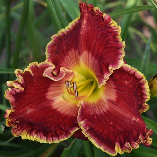 Spacecoast Cloak and Braid is an early midseason, tall, large, rose red daylily from Sterrett Gardens with pink watermark, ruffled petals and white gold petal edge