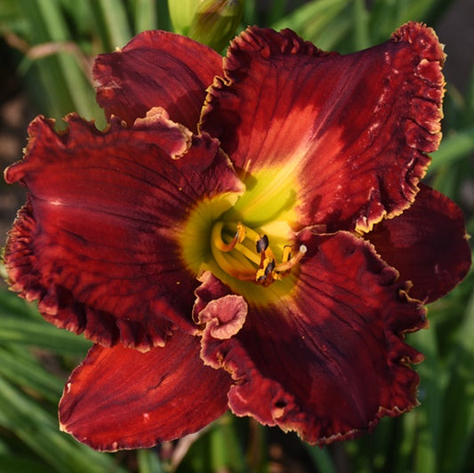 Spacecoast Crimson Icon is an early red daylily from Sterrett Gardens with lighter rose watermark, GT, white gold petal edges