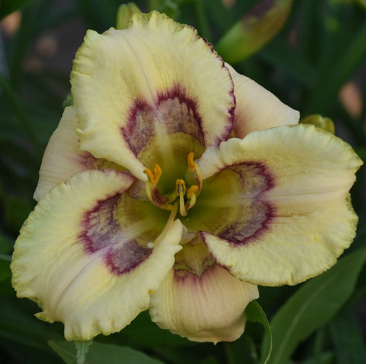 Spacecoast Fact or Fiction is an early cream orchid daylily from Sterrett Gardens with rings of raspberry, purple. Lilac silver and white chevron eye markings
