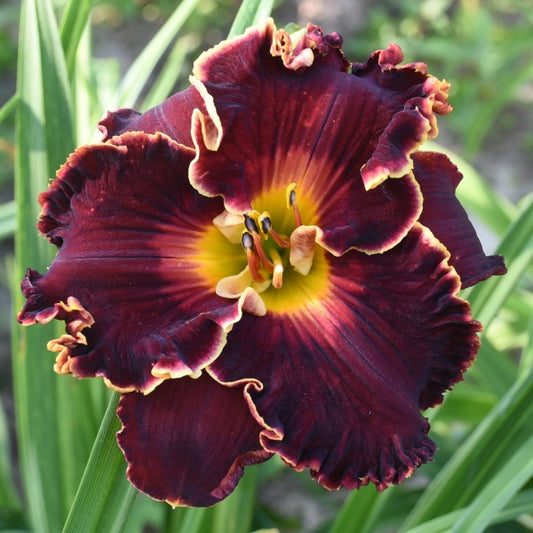 Spacecoast Five O'Clock Somewhere is F, extra early, dark red, lighter watermark, yellow GT, yellow edge, F daylily from Sterrett Gardens with red lighter watermark yellow GT yellow Spacecoast Five O'Clock Somewhere is an early dark red daylily from Sterrett Gardens with lighter watermark, yellow GT and yellow edge