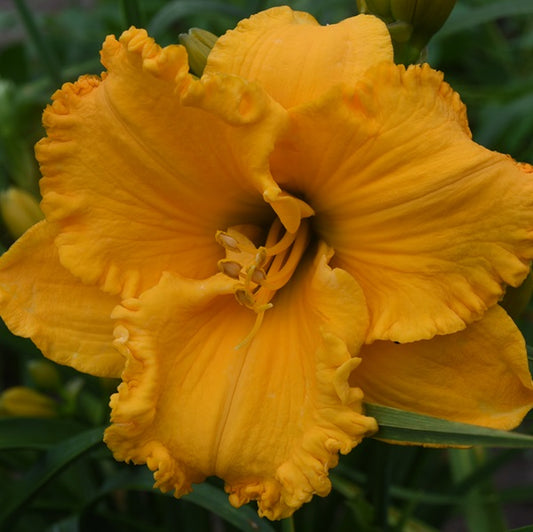 Spacecoast Gold Doubloon is an early midseason large cheddar cheese self daylily from Sterrett Gardens with tiny GT and ruffles