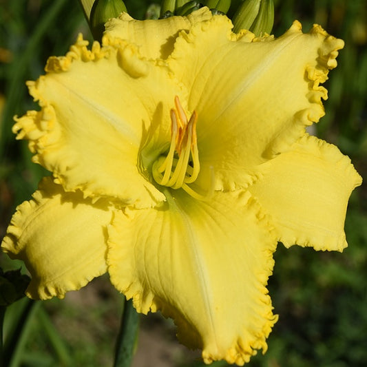 Spacecoast Gold Rush is an early midseason cheddar cheese yellow  daylily from Sterrett Gardens with ruffled fanged edge and very small GT