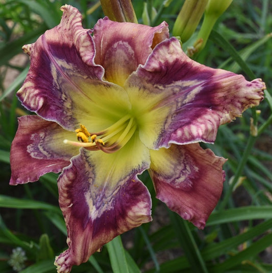 Spacecoast Got Freckles is an early mideason reverse bitone cream pink daylily from Sterrett Gardens with dark mauve streaks and spots covering the flower, patterned broken eye and GT