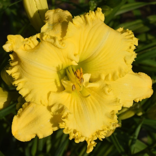 Spacecoast Irish Illusion is an early midseason bright ruffled lemon yellow self  daylily from Sterrett Gardens awarded AM 2017