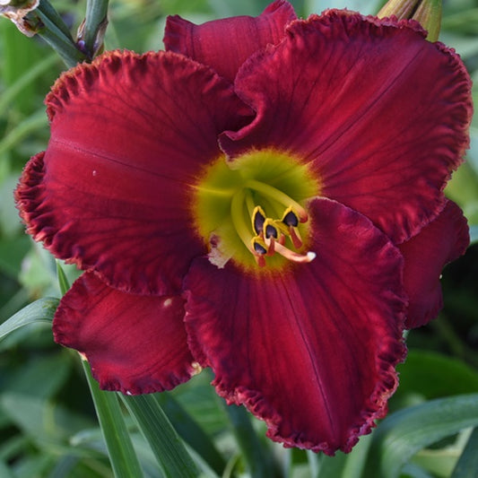 Spacecoast Little Red Ninja is an early fire engine red  daylily from Sterrett Gardens with very GT