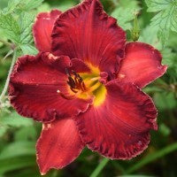 Spacecoast Little Red Riding Hood is an midseason fire engine red Spacecoaste Little Red Ninja is an early fire engine red  daylily from Sterrett Gardens with small GT