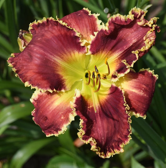 Spacecoast Nails and Lipstick is an early rose red daylily from Sterrett Gardens with deeper red eye, white shark's teeth, few tenacles fangs and claws