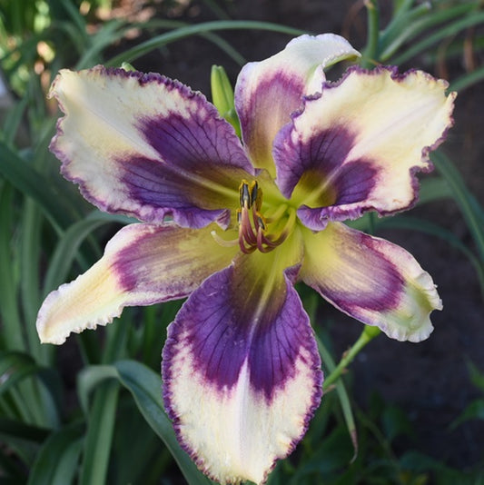 Spaceocoast Narrow Escape is an early pale ivory cream daylily from Sterrett Gardens with violet blue magenta and brown feathering eye and edge