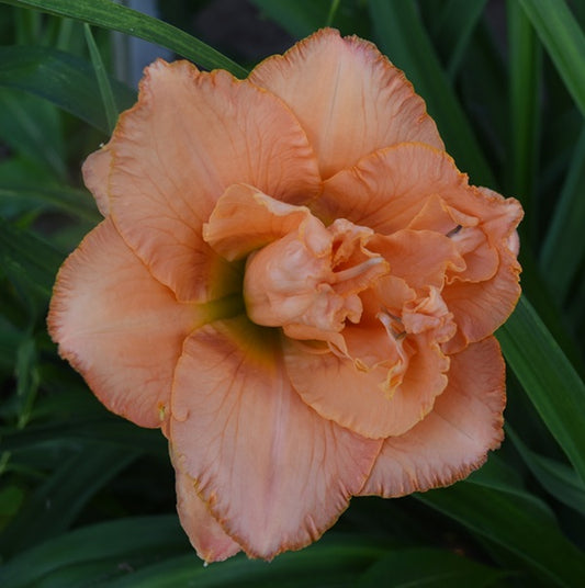 Spacecoast Pink Parasole is an early midseason peachy pink daylily from Sterrett Gardens with gold edge, unusual form(Crispate), double (99%)