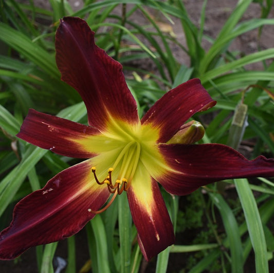 Spacecoast Red Dragon is an early midseason burgundy red daylily from Sterrett Gardens with starburst feathered lighter red eye and GT