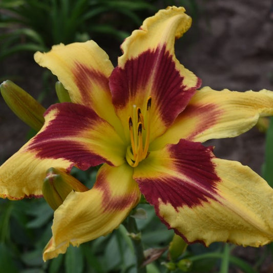 Spacecoast Red Eyed Monster is an early midseason large bright yellow daylily from Sterrett Gardens with red feathered eye and edge, fragrant