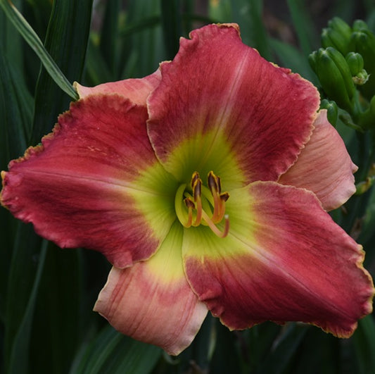 Springmaid Beach is a midseason, rosy red bitone daylily from Sterrett Gardens with lighter edge and halo and fragrant