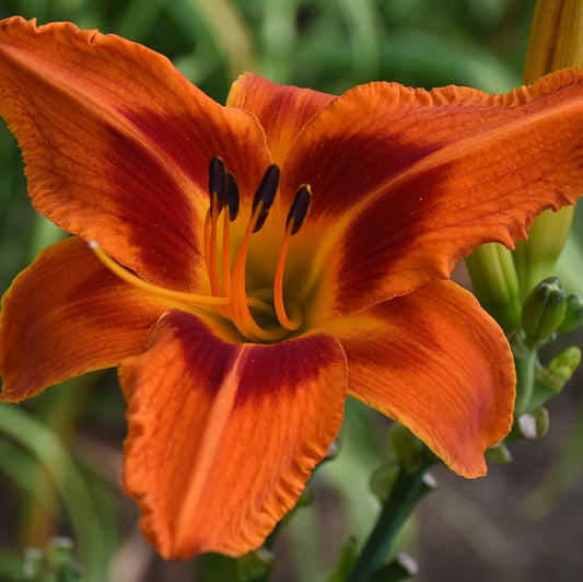 Stop the Car is a mid-late intense orange daylily from Sterrett Gardens with red orange eye, yellow orange throat, AM 2022