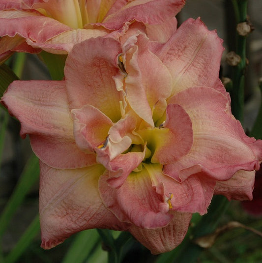 Strawberry Cream Cupcake is a late strawberry cream blend daylily from Sterrett Gardens with yellow GT, HM 2007, Early Season Flower 2020