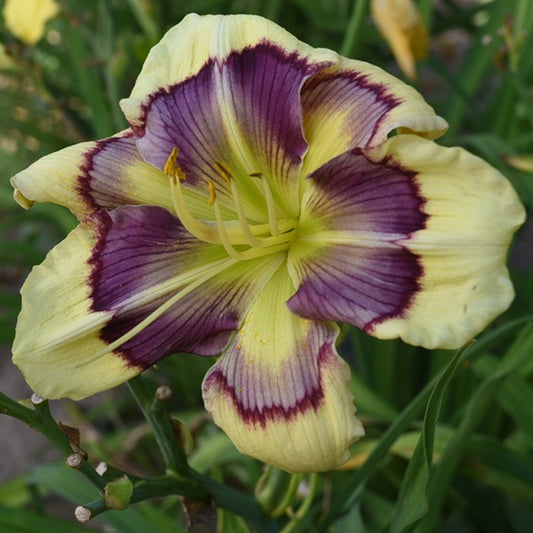 Summertime Sunrise is a midseason, pale yellow daylily from Sterrett Gardens with extended multipatterned eye, radiating GT