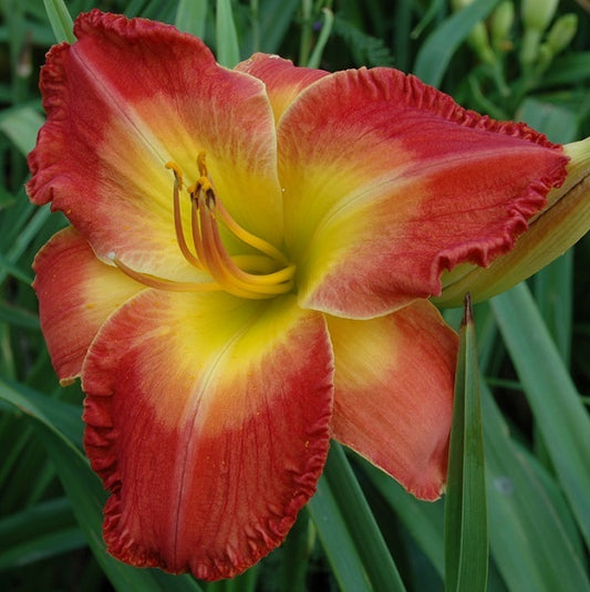 Sunrise Sunset Beautiful is a midseason red orange daylily from Sterrett Gardens with lighter watermark and yellow GT