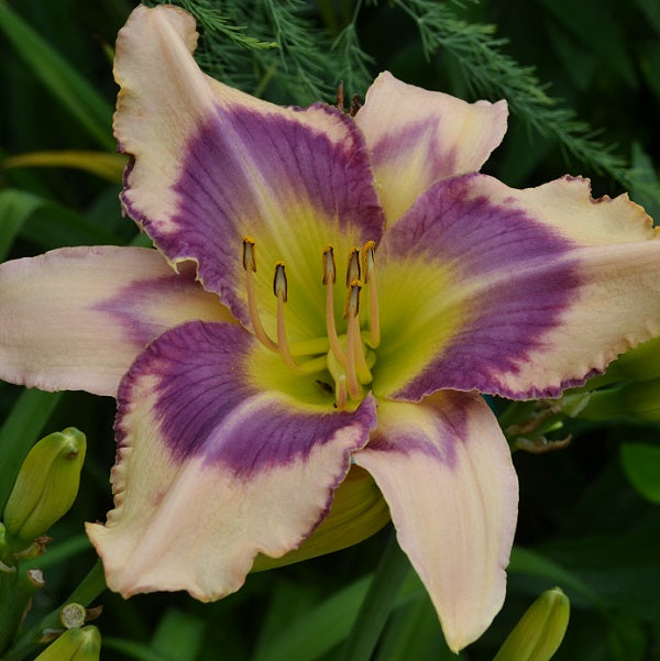 Womanizer is a cream, peach overlay daylily from Sterrett Gardens with purple eye and edge, yellow green throat