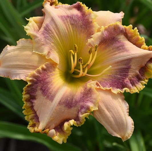    A Love Beyond Words Cream daylily from Sterrett Gardens, with wine eye and yellow, ruffled edge