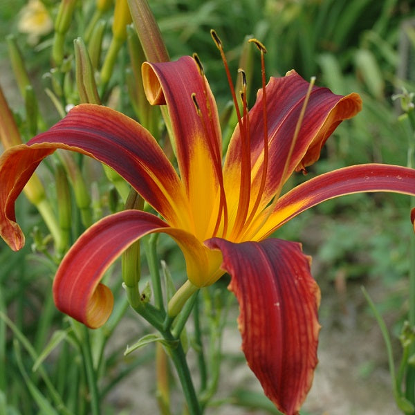 Aabachee daylily with ruby petals from Sterrett Gardens