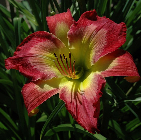 Aaron Brown daylily with burgandy red and pink watermark petals from Sterrett Gardens