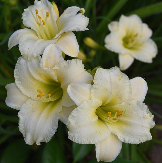 Accentuate the Green daylily with white petals from Sterrett Gardens