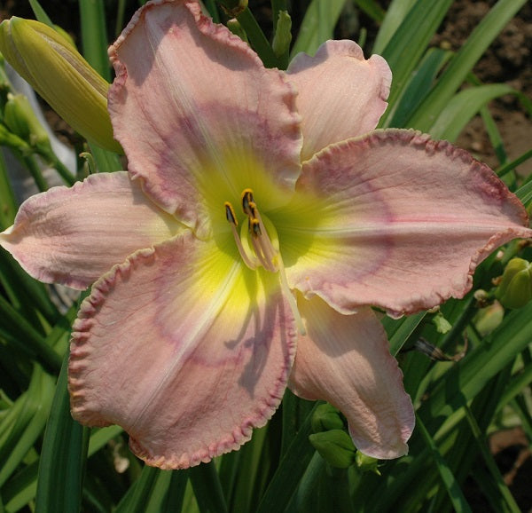 Ada Mae Musick day lily with lavender, pale blue eye petals from Sterrett Gardens