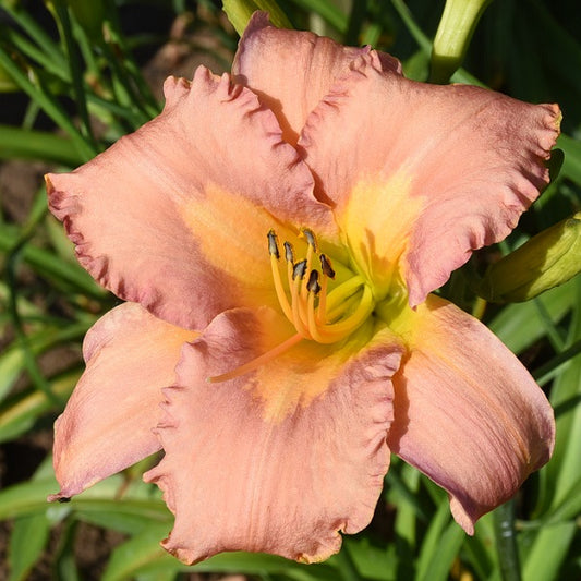 Lavender pink daylily from Sterrett Garden with peachy yellow appliqued throat.