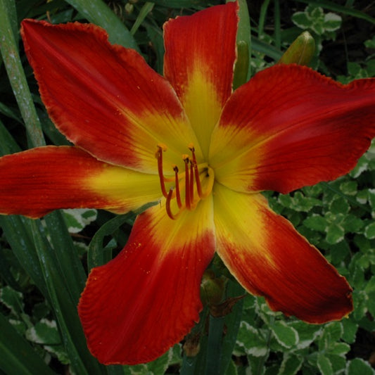 All  American Chief red daylily from Sterrett Garden with yellow throat. Stout Award 2008.