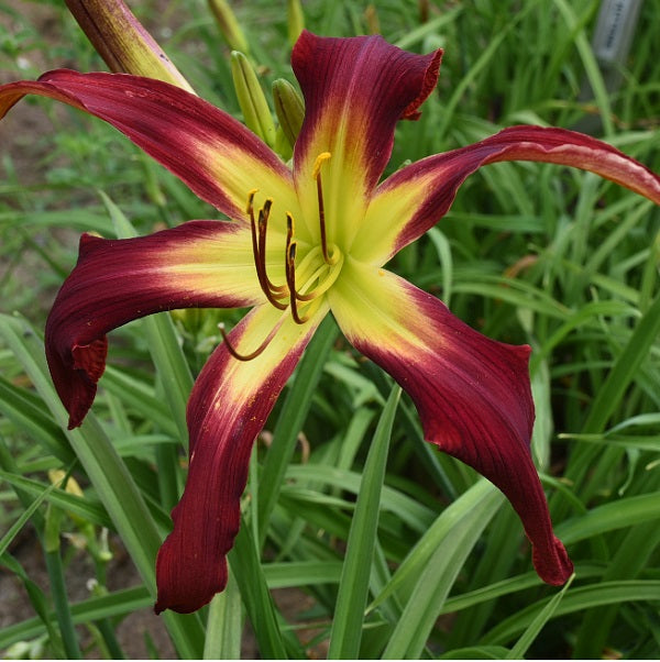 All I Want for Christmas bright red daylily from Sterrett Garden with green throat, unusual form (Cascade)