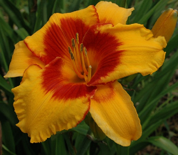 Always a Pleasure daylily from Sterrett Garden with golden yellow, red eye, F
