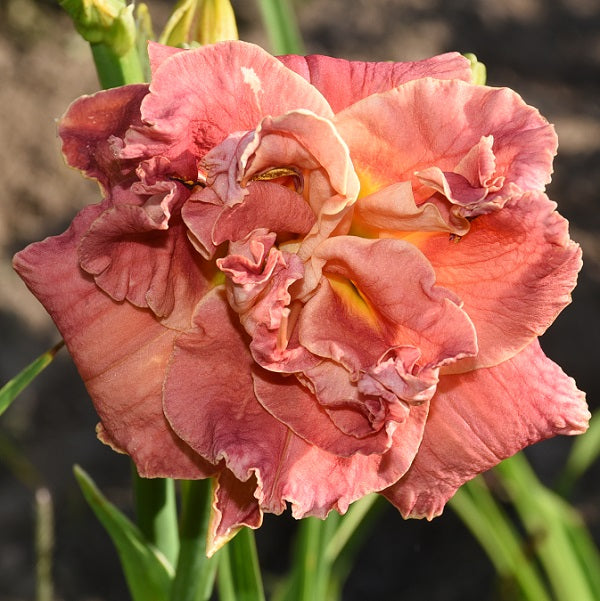 Ann's Love daylily from Sterrett Garden that is deep pink, rose flushing, amber cream edge and double