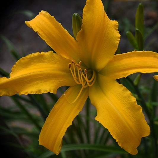 Annie Roonie daylily from Sterrett Garden that is a tall, large flowered yellow