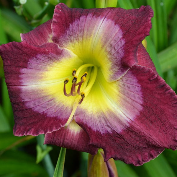 Another Night daylily from Sterrett Garden that is deep purple self, rose purple eye, yellow GT, awarded Honorable Mention 2006
