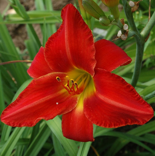 Apple Tart daylily from Sterrett garden that is early midseason, red with green throat, awarded Award of Merit 1980