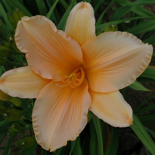 Apricot Peace daylily from Sterrett garden that is a late peach apricot blend
