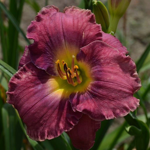 Arabi Pasha daylily from Sterrett garden that is early, red purple with dark purple eye, gold tan picotee and fragrant
