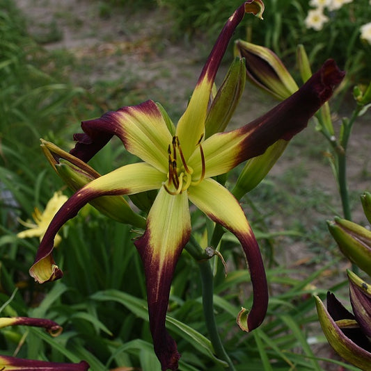 Artillery Fire daylily from Sterrett garden that is early midseason, bold burgundy with darker eye, awarded Honorable Mention in 2015