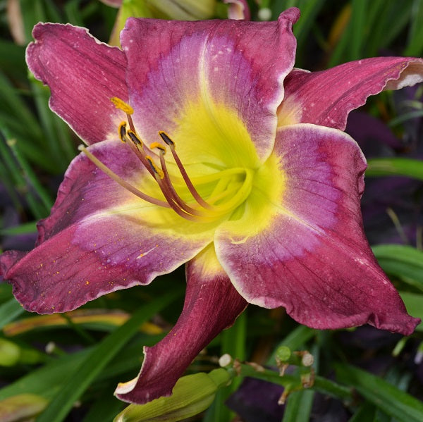 Ashwood Plum Crazy daylily from Sterrett garden that is mid late, rose purple with light lavender watermark