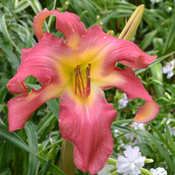 A to Zebedee daylily with red and yellow petals